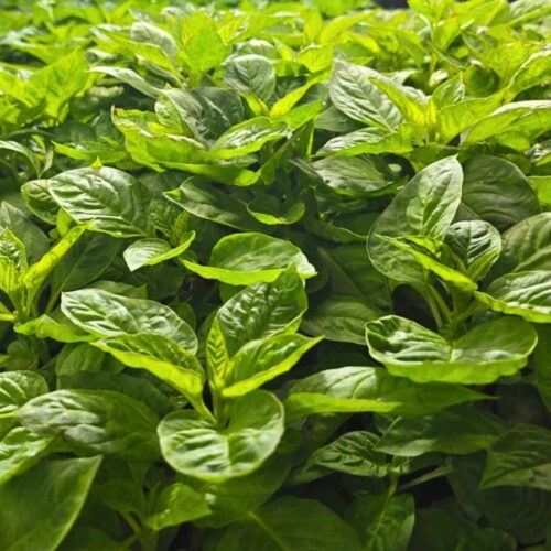 Fresh Shoko (Lagos Spinach)