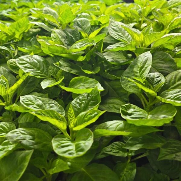 Fresh Shoko (Lagos Spinach)