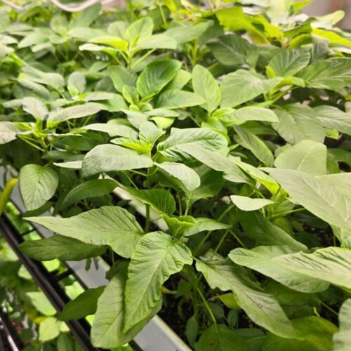 Growing tete in the diaspora