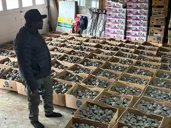 Potato planting