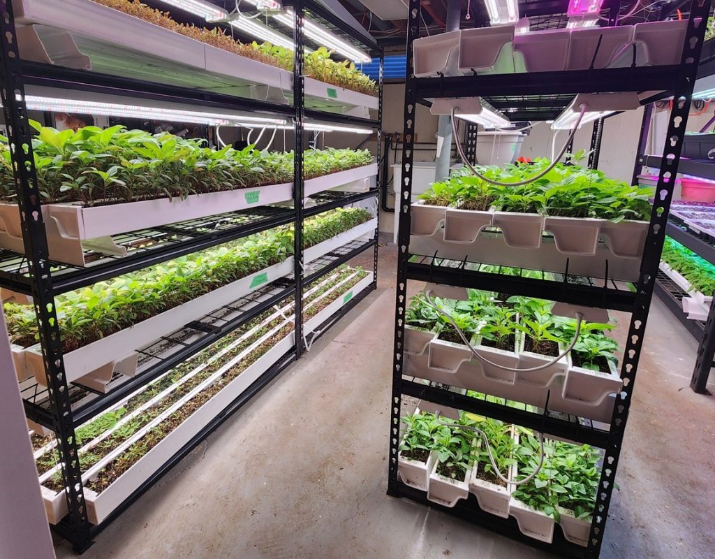 Fresh locally grown African Vegetables in Canada